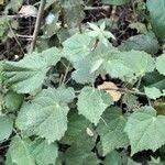 Image result for Pavonia burchellii