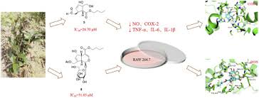 Image result for Morinda asteroscepa