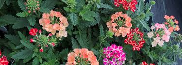 I've got a suspicion that the virmen took her down into that stinking little warren of theirs. The Farmers Daughter Farm Flowers