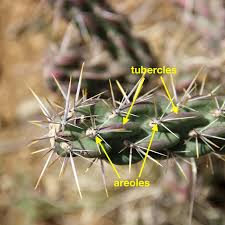 Download deze gratis afbeelding over cholla cactus new mexico van de bibliotheek met afbeeldingen en video's van het openbare domein van pixabay. In The Company Of Plants And Rocks Cholla Fields Of New Mexico