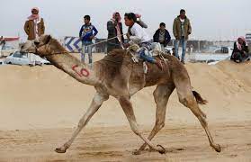 One of our latest projects. Egypt Camel Racers Hope Desert Sport Will Spread To Fresh Pastures Arab News