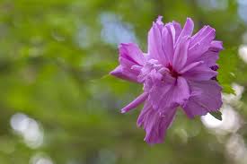 Im volksmund gerne roseneibisch genannt, oder kurz hibiskus, gehört mit fast 680 arten zu den malvengewächsen. Garten Hibiskus Pflanzen Tipps Zu Standort Boden Pflanzzeitpunkt