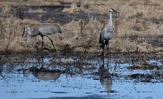 Local sandhill cranes stopping by for a snack this morning.