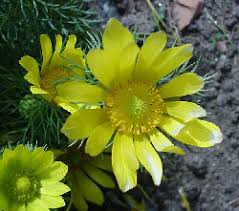 Maybe you would like to learn more about one of these? Abruzzo Ritrovato Fiore Estinto Montagna Tv