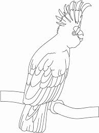 When it gets too hot to play outside, these summer printables of beaches, fish, flowers, and more will keep kids entertained. Cockatoo Coloring Pages Download And Print Cockatoo Coloring Pages
