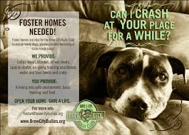Foster An Animal Poster Google Search The Fosters Foster Dog Foster Home