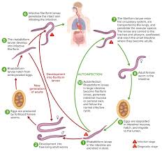 Image result for Strongyloides