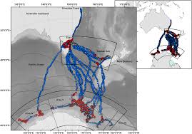 Cetacean whale chart ocean aquatic marine marine biome vertebrate biome mammal anchor chart science diagram animal. Humpback Whale Migrations To Antarctic Summer Foraging Grounds Through The Southwest Pacific Ocean Scientific Reports
