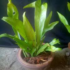 Selain bermanfaat bagi rusa itu sendiri, ternyata ada manfaat. Pokok Hiasan Tanduk Rusa Shopee Malaysia