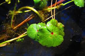 Image result for Hydrocotyle ranunculoides