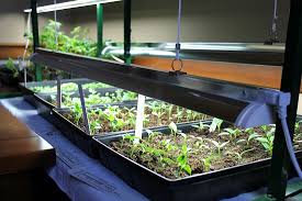 If you're already growing your seedlings under lights, and they've gotten leggy, make sure to put the lights as close to your plants as possible without burning them. Starting Seedlings Under Grow Lights Vs Natural Light One Hundred Dollars A Month