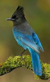 Birds Of Western Washington Pin On Birds