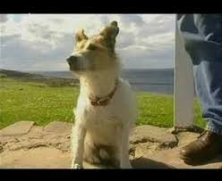 Chalky The Dog Favourite Clips Working Dogs Dogs Terrier