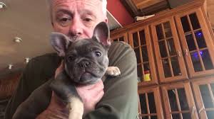 We are using our blue tri merle color english bulldog stud, sully. A Guide To Artificial Insemination Love My Pups