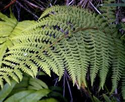 Image result for Hypolepis