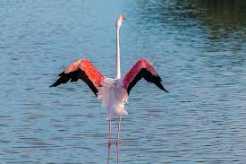 Maybe you would like to learn more about one of these? Flamingo Standing Body Water Flamingos France Wild Pink Water Bird Nature Pxfuel