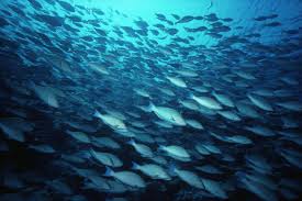 Maybe you would like to learn more about one of these? Blue Parrotfish Facts