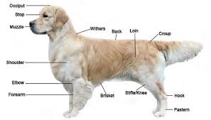 golden retriever breed standard appearance head coat etc