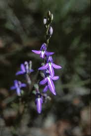 Image result for Lobelia giberroa