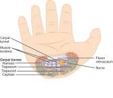 Image of Carpal tunnel anatomy