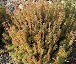 Image result for Erlangea remifolia