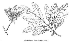 Image result for Lauraceae