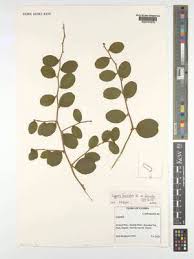 Image result for Capparis fascicularis