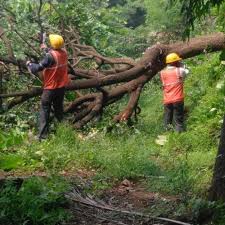 Prakash bhoir, one of the mumbai's aarey forest is part of the world's last surviving biodiverse natural forest inside a megacity. Mumbaikars Fight To Save City S Last Green Patch Aarey Forest That S Being Cut Down For Metro Construction