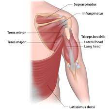 Mark coles explains how rotator cuff injuries can be a thing of the past, if you implement his proven strategies into your programme design.download. Rotator Cuff Injury What Do You Do When The Exercises Don T Work