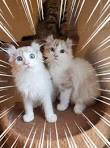 Kinkalow Kittens | American Curl, Kinkalow, Munchkin ...