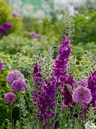 Allium Delphinium Garden Inspiration Purple Garden Beautiful Flowers