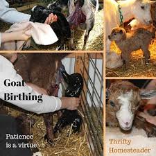 Goat Birthing Patience Is A Virtue The Thrifty Homesteader