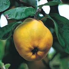 Maybe you would like to learn more about one of these? The Ultimate Guide To Fruit Trees Unusual Fruits Chris Bowers