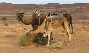 Wild camels live in the gobi desert. Camel Eating Images Free Vectors Stock Photos Psd