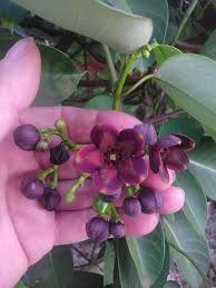 Image result for Parquetina calophylla