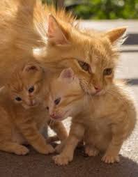 Image result for mother cat with kittens