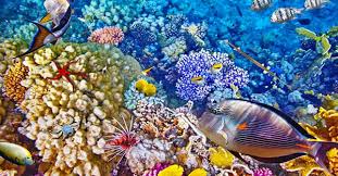 Di bawah pohon sakura ada orang di atas jembatan yang sedang menikmati pemandangan gunung tertinggi di jepang. Gambar Pemandangan Di Bawah Laut