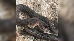 570 x 1013 jpeg 137 кб. New Jersey Man Recounts Scary Moments After Being Bitten By Venomous Copperhead Snake 6abc Philadelphia