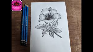 Download a free preview or high quality adobe illustrator ai eps pdf and high resolution jpeg versions. Pencil Hibiscus Flower Drawings Novocom Top