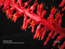 Image result for Helixanthera