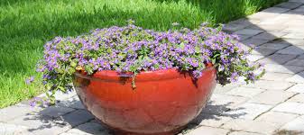 Image result for Scaevola