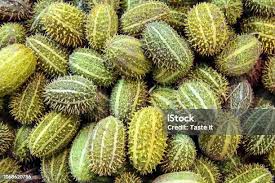 Image result for Cucumis engleri