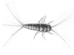 Here is the list of commonly used egg. Skjeggkreveileder Skadedyr Net Ny Og Oppdatert Informasjon