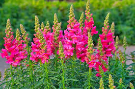 Plantain Family Plantaginaceae Archives Gardener S Path