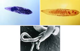 Image result for Dignathia