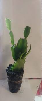 Christmas cacti need bright, indirect sun. 30 Plants For Sale Rhondasthriftshop Etsy Com Ideas Plants Plant Sale Frostproof