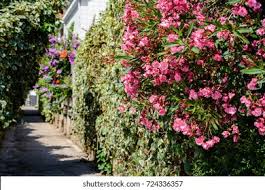 Image result for Oleandra