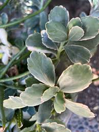 Image result for Kalanchoe fedtschenkoi
