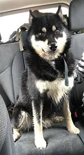 Black And Tan Shiba Inu Dachshund Mix Is This Your Dog Winsted Husky Shiba Inu Mix Male Date Found 11 05 2018 Breed Of Dog Husky Shiba Inu Mix Ge Siberian Husky Puppies Dogs Losing A Dog