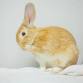 It's Bunny Time! - Santee Public Library, 9225 Carlton Hills Blvd UNIT 17 Event Image